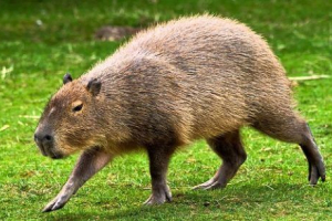 Capybara (vízellátás)
